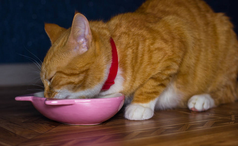 首页红猫吃的食物