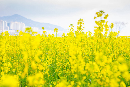 大乔生态公园油菜花田