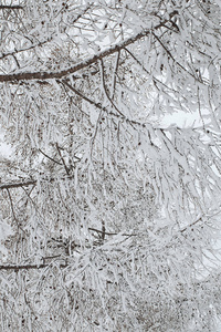 通过与雪冰冻森林路