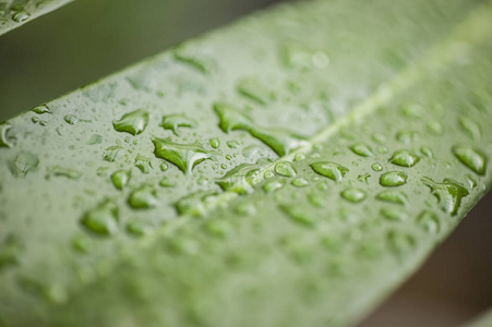 雨落在奶酪植物叶图片