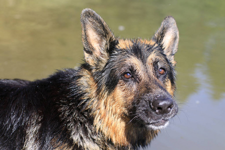 在水中，夏日湿的狗德国牧羊犬