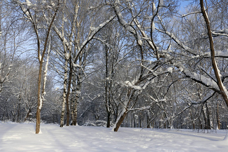 树和在一个冬日雪