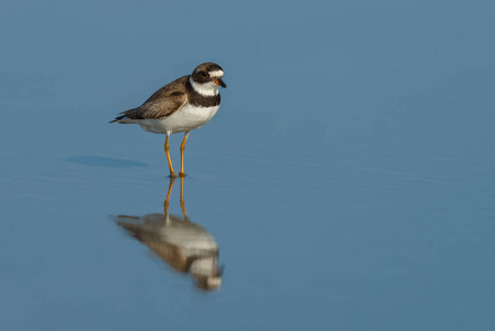 semipalmated 淡水湖，费 semipalmatus