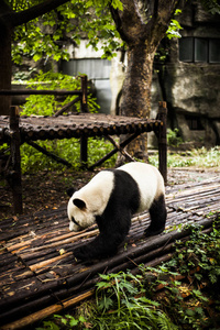 大熊猫在竹林里