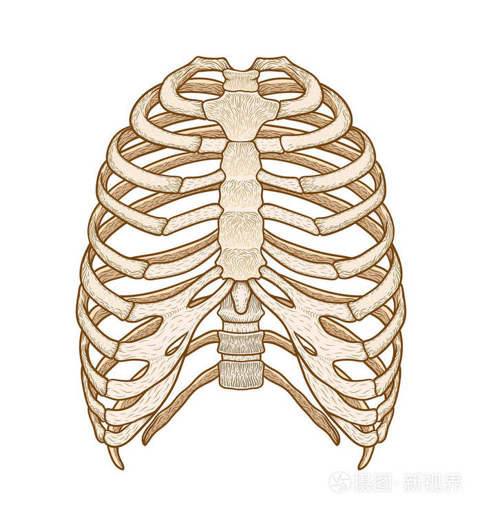 人类的肋骨的插图.线条艺术样式.波西米亚风矢量