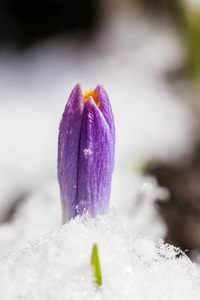 从雪春番红花开花