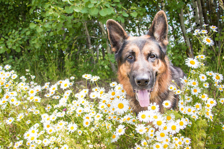 狗德国牧羊犬和周围一个夏天的草