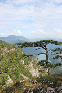 松树上山地景观