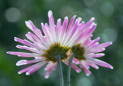 粉色菊花卉特写