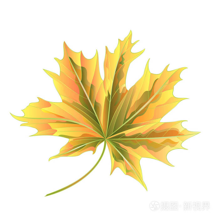 彩色的秋天叶子枫树秋天矢量