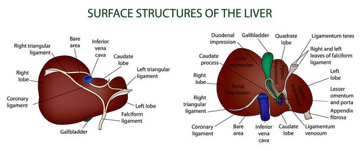 肝脏的表面结构