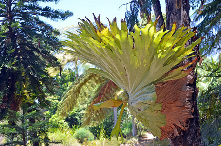 澳大利亚大型 staghorn fern, Platycerium superbum