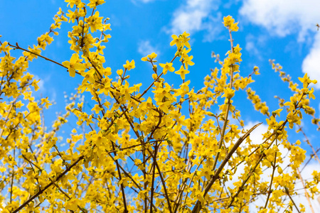 春黄连翘油橄榄绽放在阳光中
