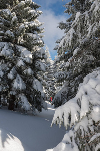 冷杉树被山林中的雪覆盖着