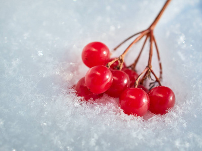 随着第一场雪的出现, 一个盖德的红色浆果升起了