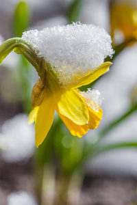 黄水仙花花被雪覆盖着。