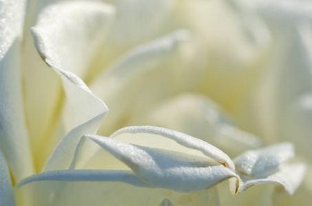 自然抽象 迷失在精致的白玫瑰平缓褶皱