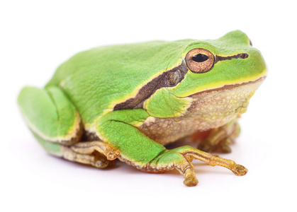 孤立的绿色青蛙