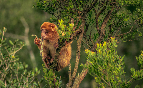 巴巴利猕猴在直布罗陀，欧洲