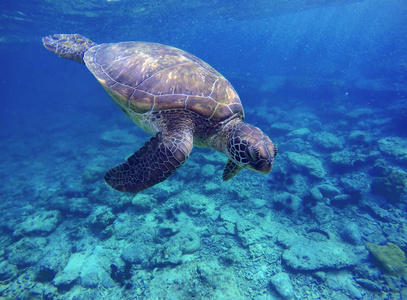 蓝水中的海龟, 海龟潜水图片, 热带海域的暑假