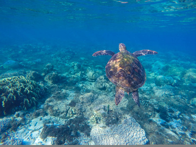 蓝水中的海龟。珊瑚礁中的绿海龟。蓝色的海和可爱的海洋动物