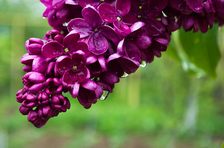 芳香的淡紫色花朵在春天绽放