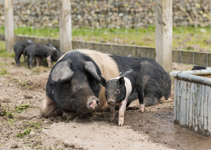 马鞍仔猪和母猪在泥泞的田野里寻找食物