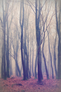 英语林地上雾多雾的早晨