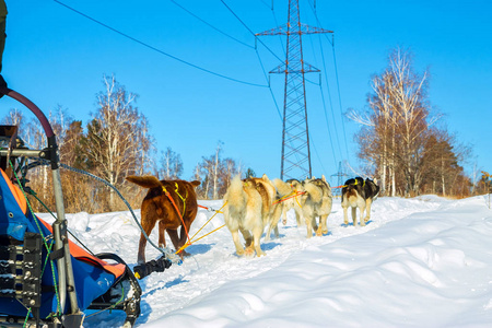 雪橇犬 malomuty 和赫斯基在前进的道路上运行