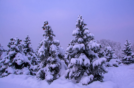 云杉被雪覆盖着，看日落，枞树后暴风雪，美丽的日出在冬天山上，严重和极端的冬天