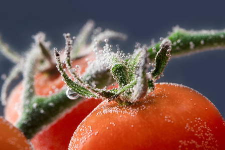 孤立的新鲜湿西红柿的特写
