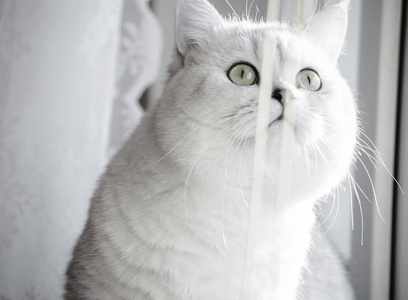 英国短白发猫儿盯着窗口，猫动物宠物