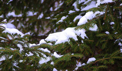 雪, 树, 新年