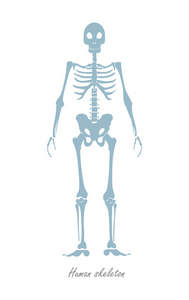 人类的骨骼上白色孤立。人类的身体