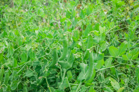 绿豌豆种植