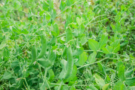 绿豌豆种植