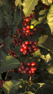 有机种植咖啡豆的分支
