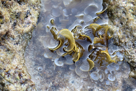 在岩石上的海藻
