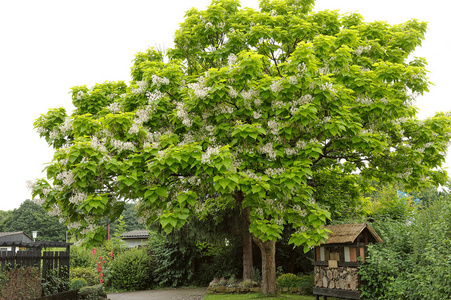 大白花树梓 Bignonioides