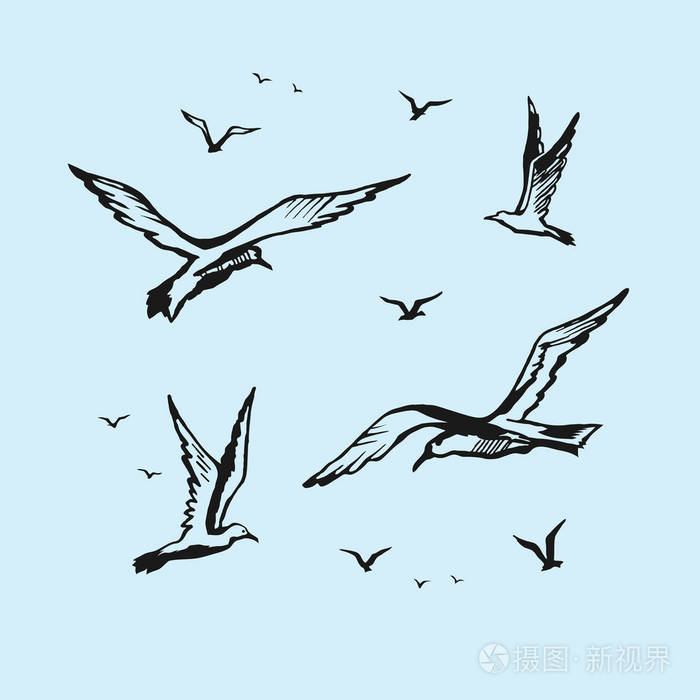 海鸥矢量素描用手绘图
