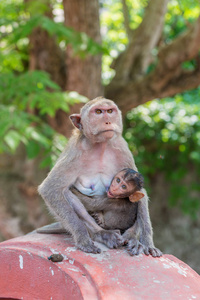 猴和食蟹猴的国家公园，她的小宝贝