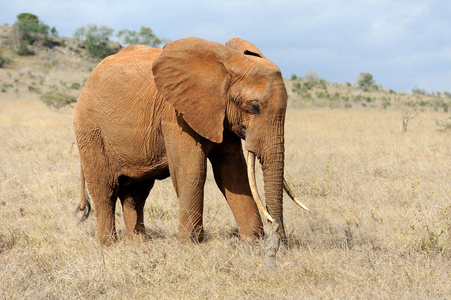 在肯尼亚国家公园中的大象