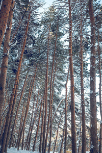 云杉和松树上的雪图片