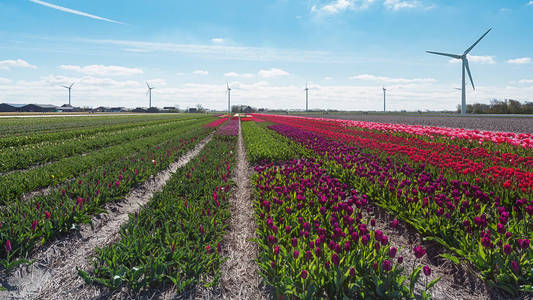 花的场花卉种球在北荷兰省