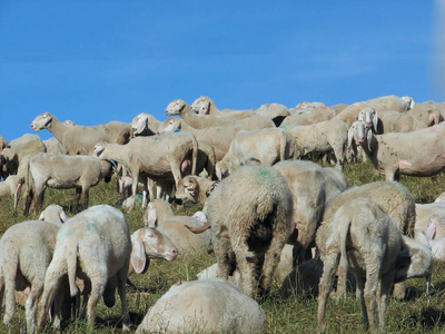 与许多羊与长长的白色羊毛放牧对山涌