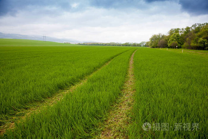 农业农村的背景.全景视图以春天绿色的冬小麦幼苗光场与景观