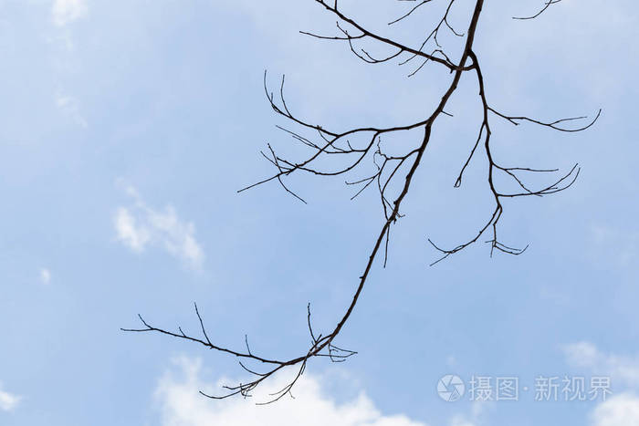 干树枝的树