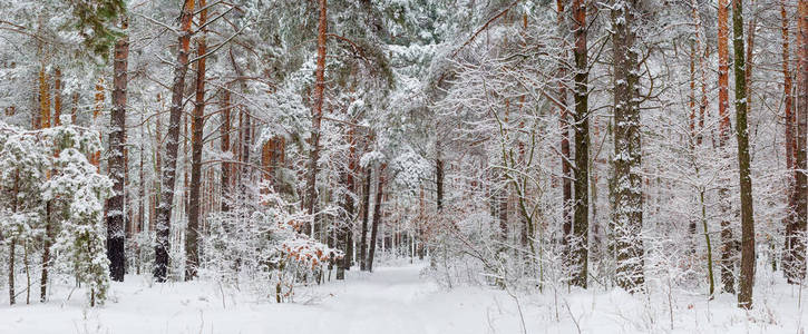 降雪后的冬季森林全景