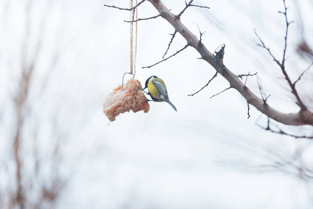 在冬天喂鸟在树上