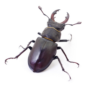 黑色鹿角甲虫